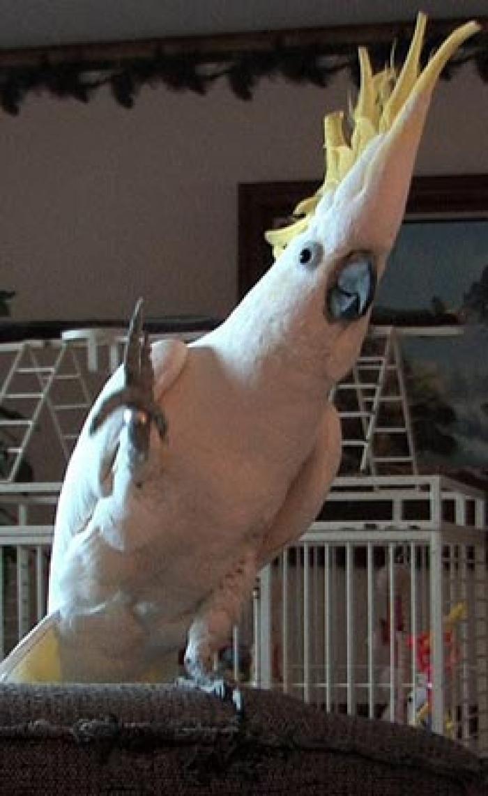 Internetning eng mashxur to'tiqushlari