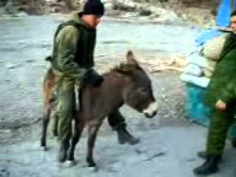 Eshak Ham Urushishni Biladi (Exclusive Video)