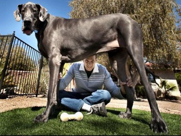 Baxaybat kuchuklar hayotidan